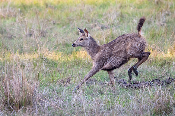 Sambar Deer ♀ -2