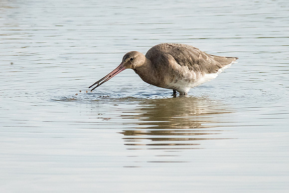Black Tailed Godwit-2