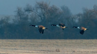 Canada Geese 310123 -2