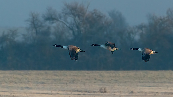 Canada Geese 310123 -2