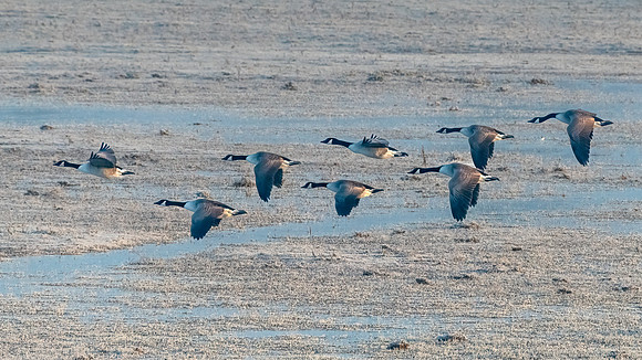 Canada Geese 310123 -3