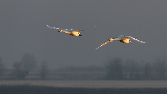 Bewick's Swans (ad & imm) 310123