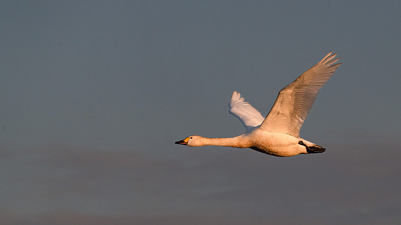Bewick's Swan 310123