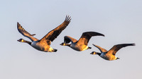 Canada Geese 310123 -1