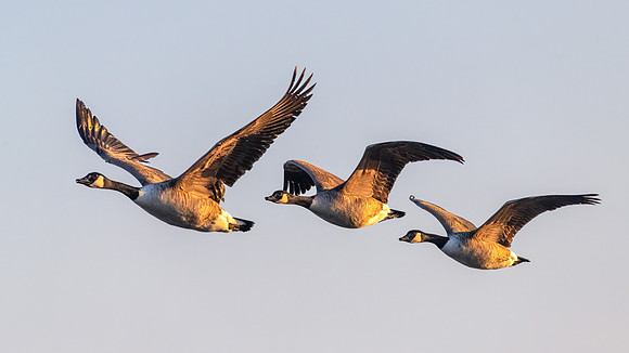 Canada Geese 310123 -1