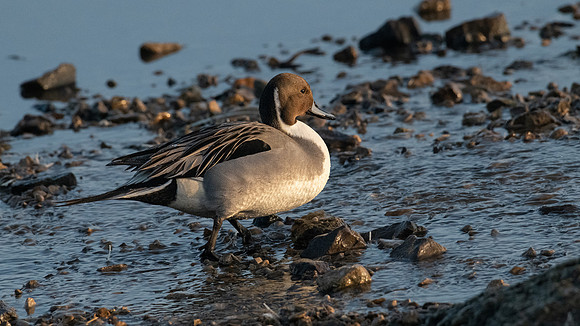 Pintail 310123