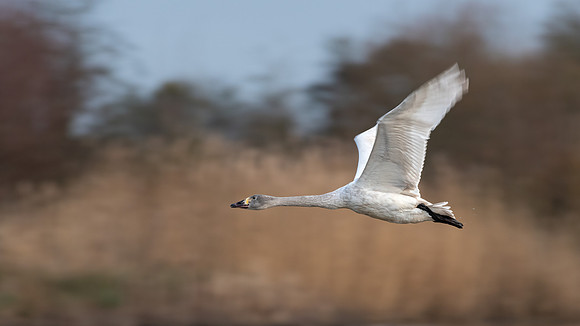 Bewick's Swan (imm) 310123