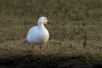 Snow Goose 310123 -2