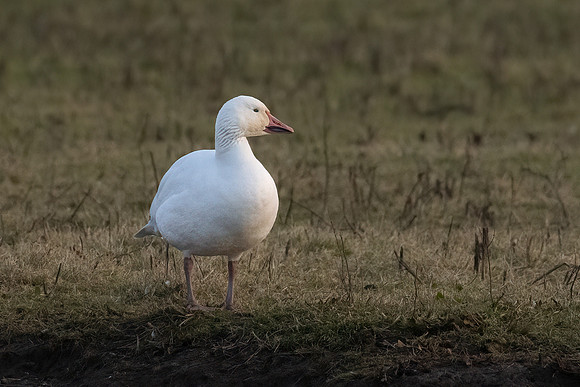 Snow Goose 310123 -2