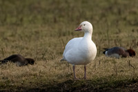Snow Goose 310123 -1
