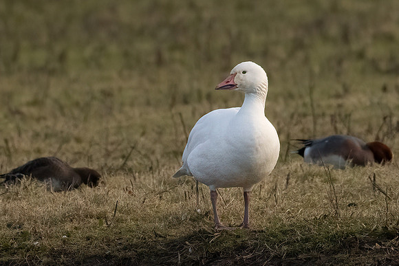 Snow Goose 310123 -1
