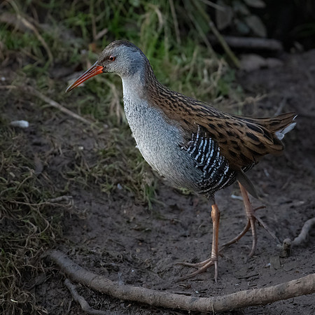 Water Rail 310123