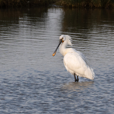 Spoonbill 310123