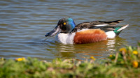 Slimbridge-10