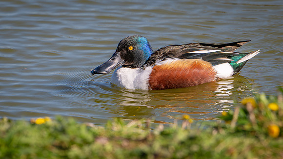 Slimbridge-10