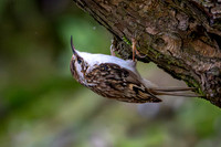 Slimbridge-8