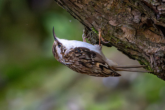 Slimbridge-8