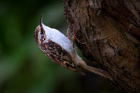 Slimbridge-9
