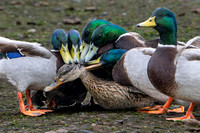 Slimbridge-11