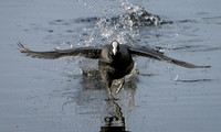 Slimbridge-3