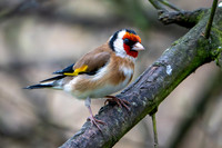 Slimbridge-12