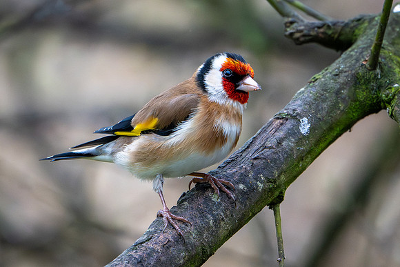 Slimbridge-12