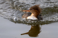 Slimbridge-4