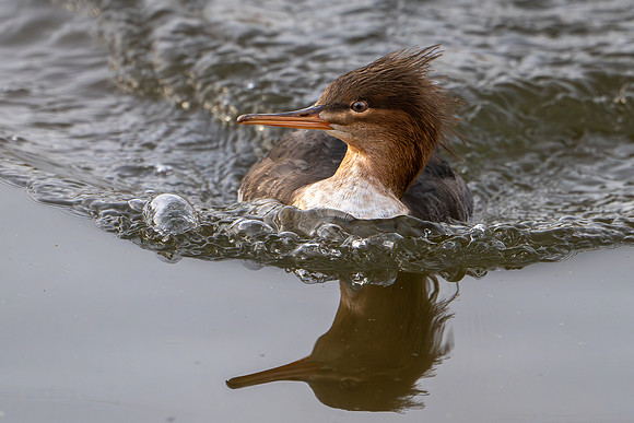 Slimbridge-4