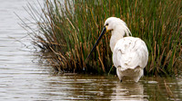 Slimbridge-13