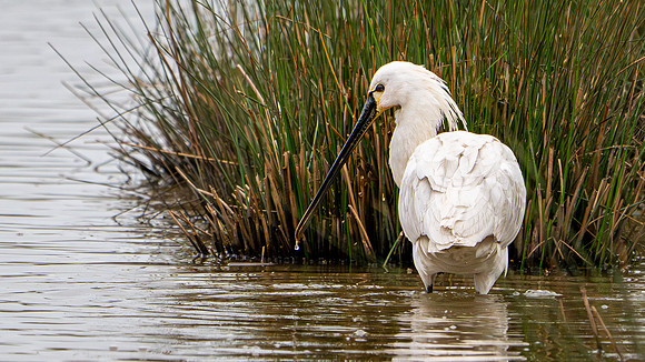 Slimbridge-13