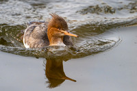 Slimbridge-5