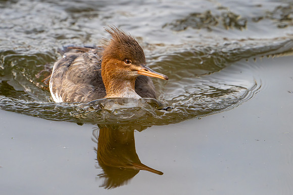 Slimbridge-5