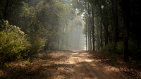 Kanha Early Morning Track