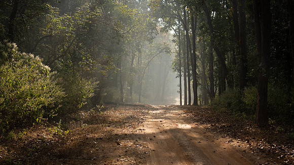 Kanha Early Morning Track