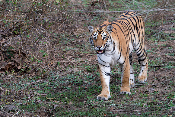 Tiger -4