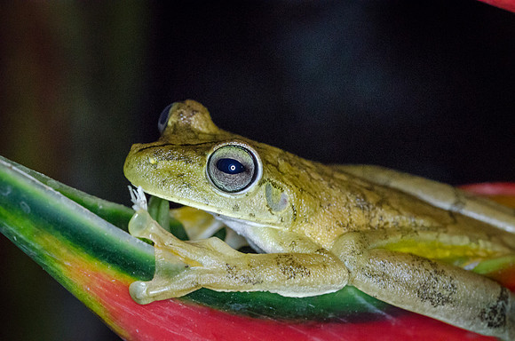 Drab Tree Frog