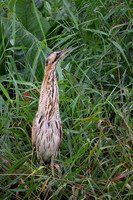 Bittern 190825-2