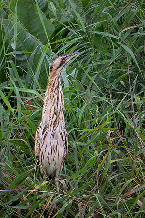 Bittern 190825-2