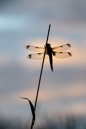 4-Spotted Chaser 020626 -4