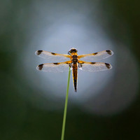 4-Spotted Chaser 020626 -3