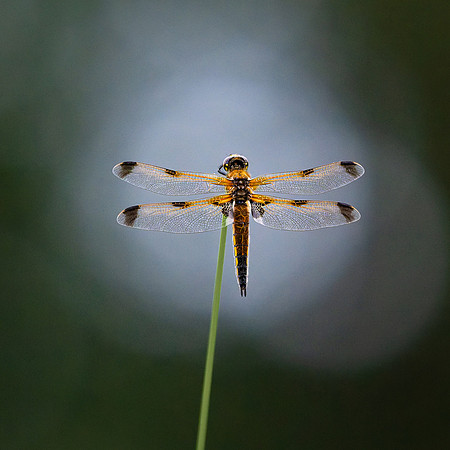 4-Spotted Chaser 020626 -3
