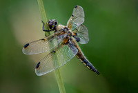 4-Spotted Chaser 020626 -1