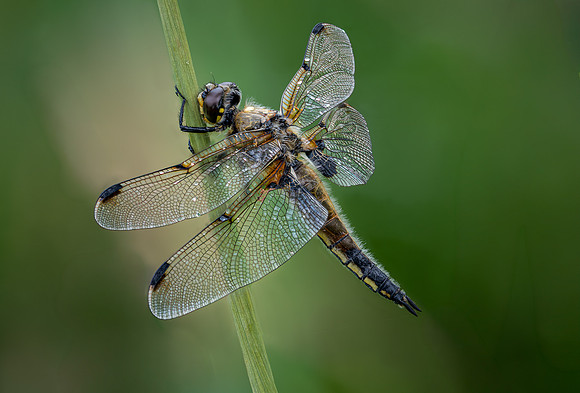 4-Spotted Chaser 020626 -1
