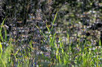 Four Spotted Chaser Roost -1
