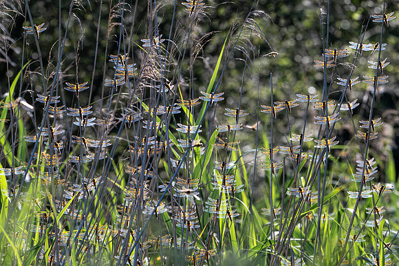 Four Spotted Chaser Roost -1