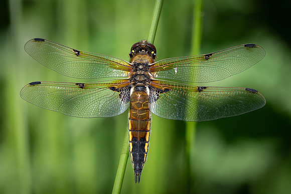 4-Spotted Chaser 020626 -16