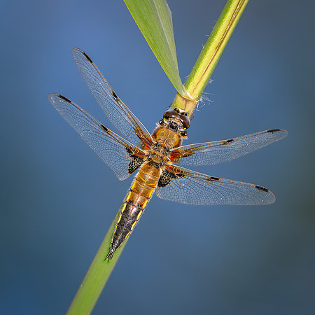 4-Spotted Chaser 020626 -15