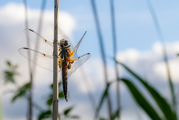 4-Spotted Chaser 020626 -14