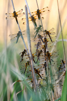 4-Spotted Chaser 020626 -12
