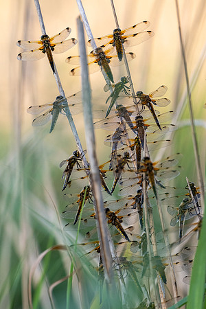 4-Spotted Chaser 020626 -12